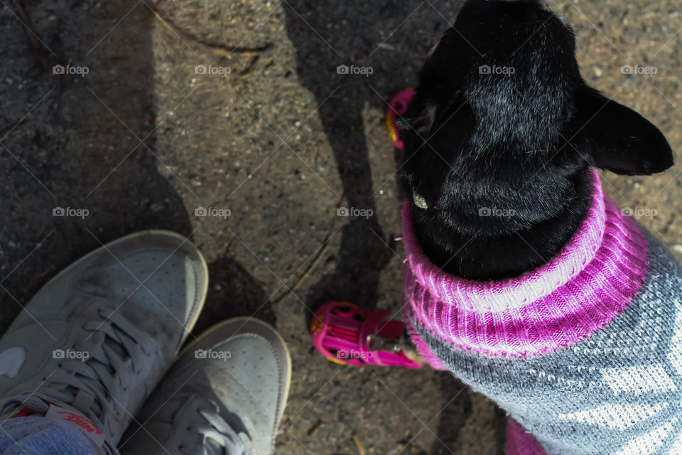 my dog ​​and I look alike