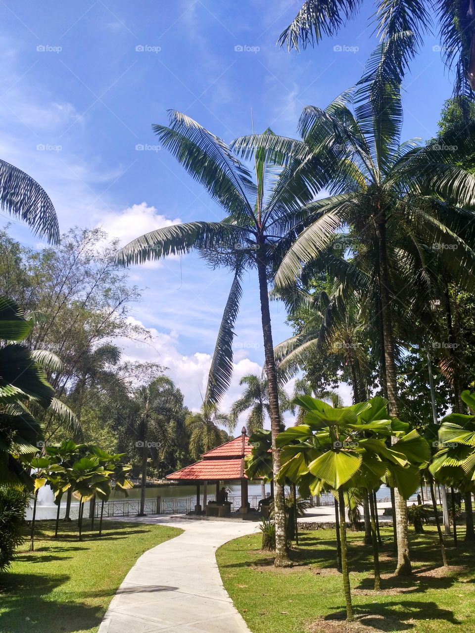 Green palms in botanical garden, sunny day. Kuala Lumpur, Malaysia