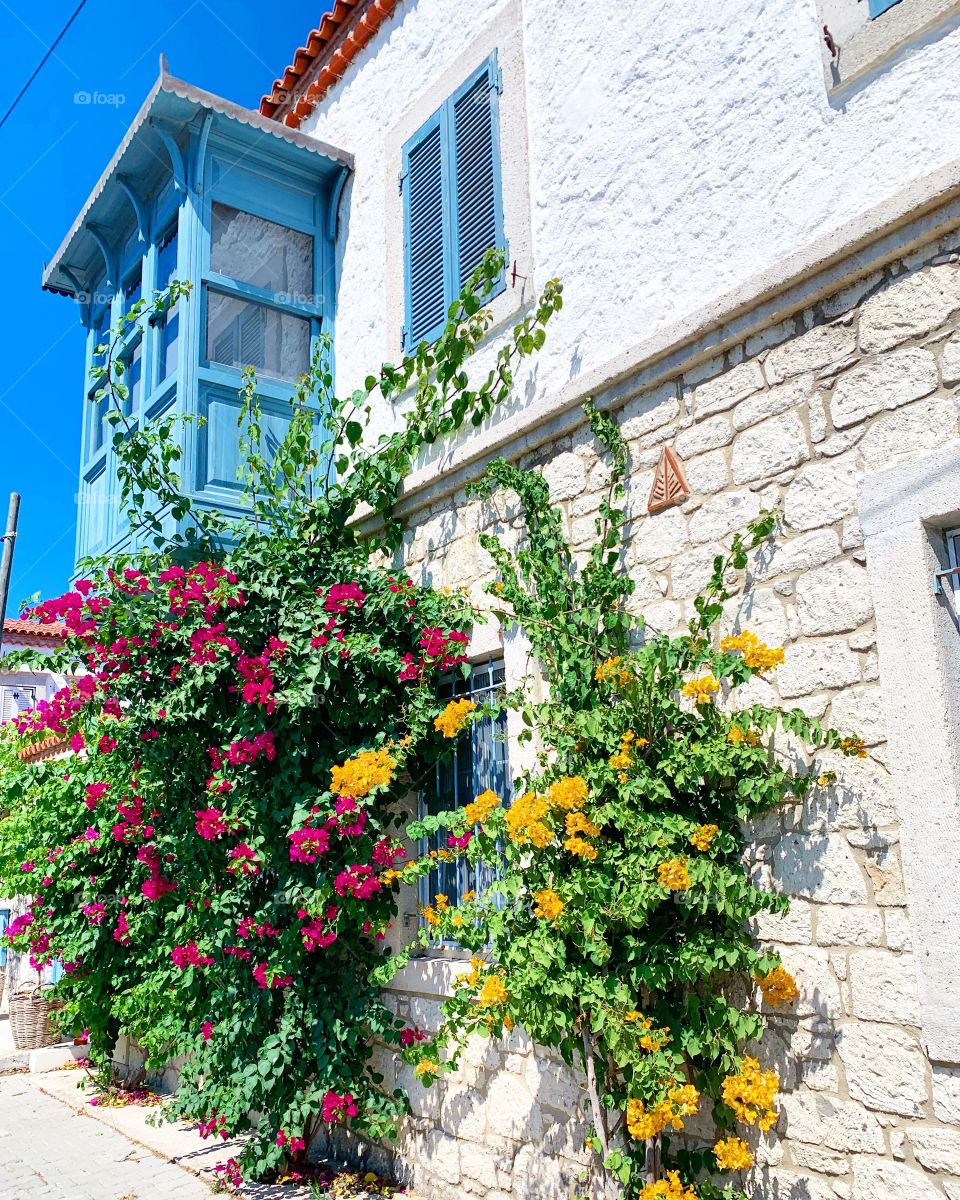 Flowers by the window