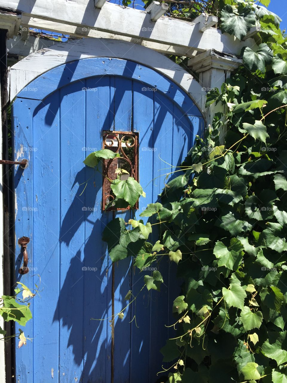 Blue door. Ivy