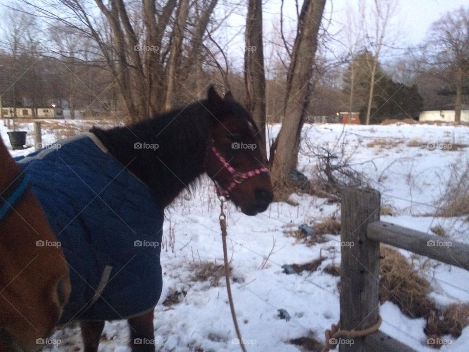 Horse In The Winter