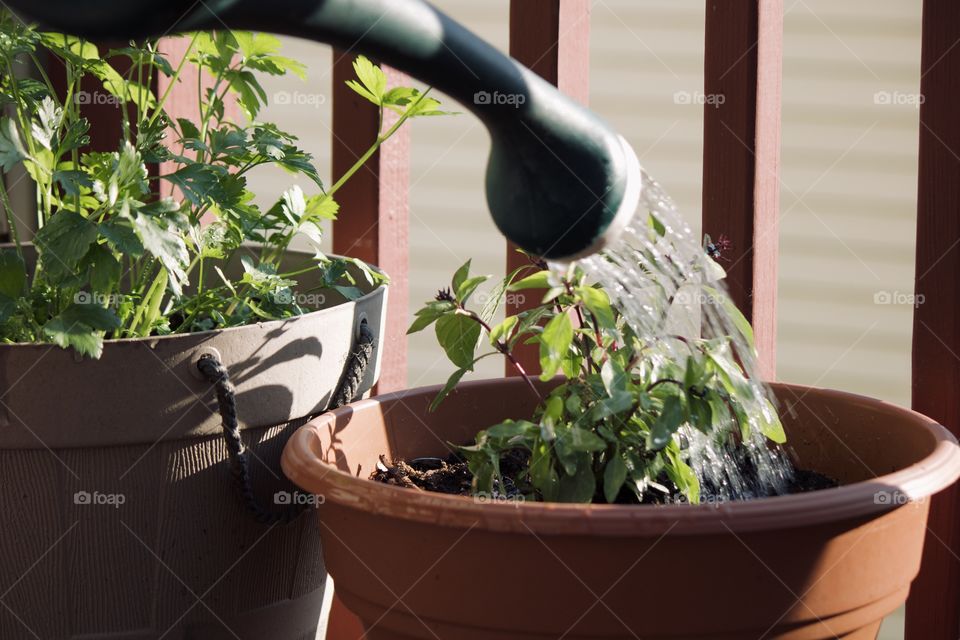 Watering the garden