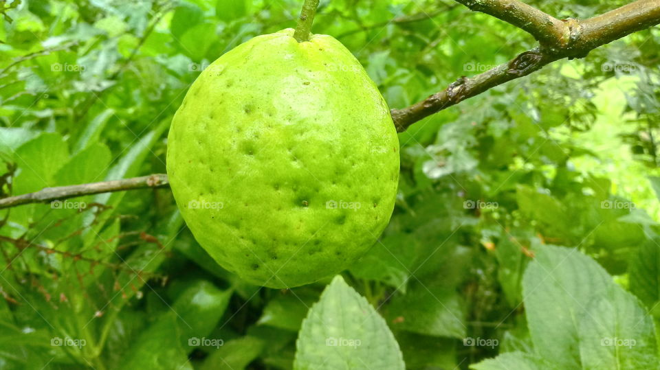 רגל גויה, פירות.