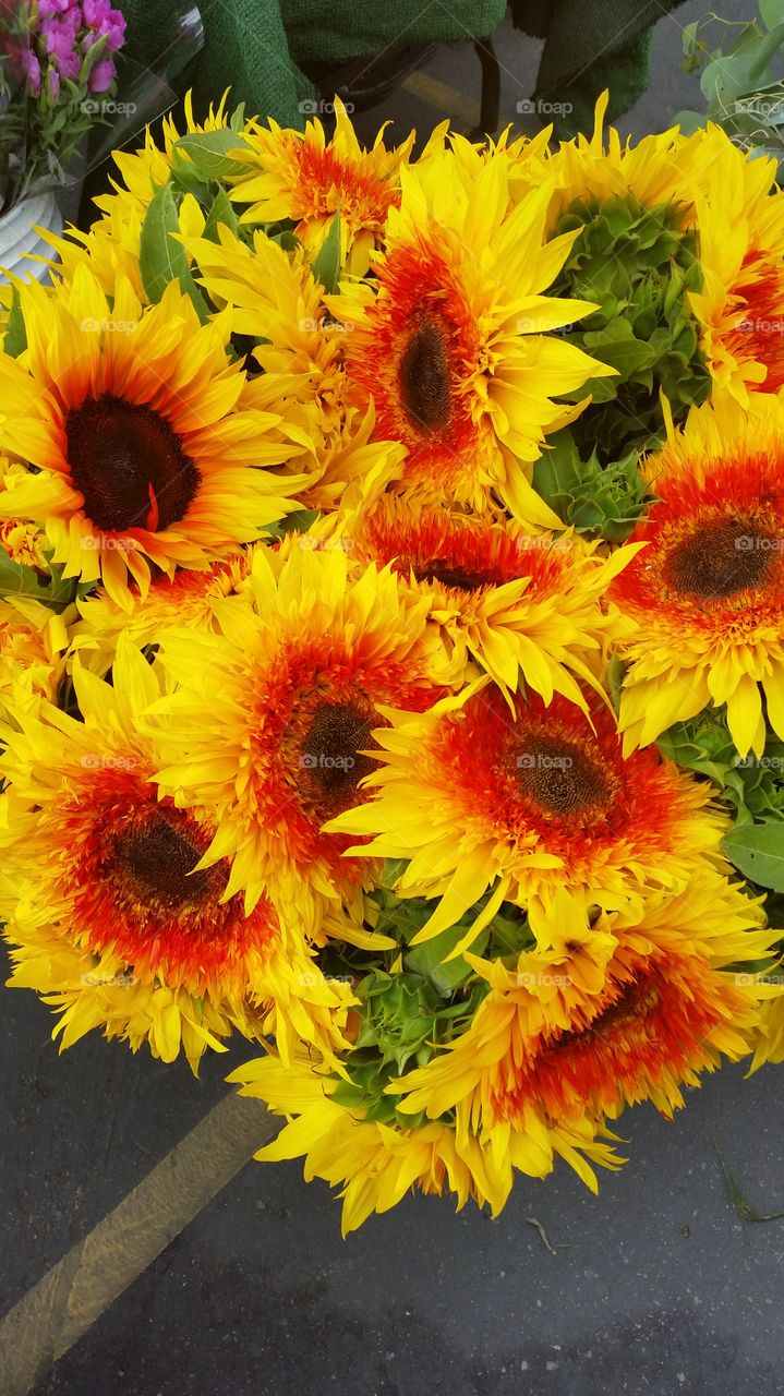 Happy Colorful Sunflowers.