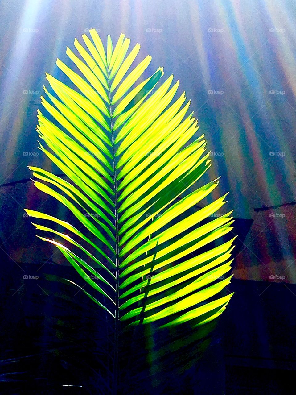 Palm tree leaf under sunlight 
