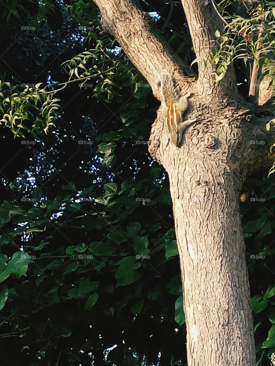 Squirrel rest in tree stem.