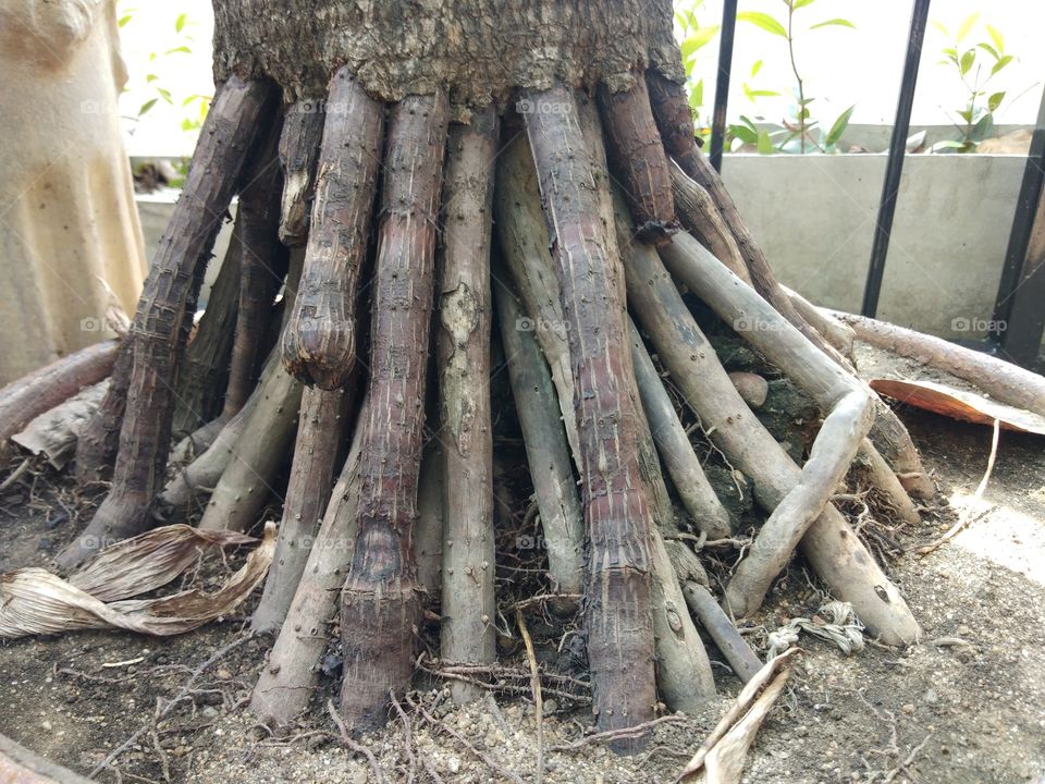 Prop root of palm tree ,root system of monocotyledon.