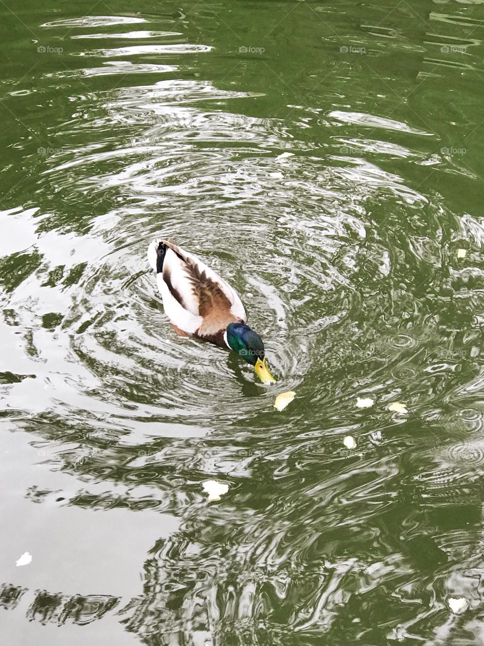 Duck eating bread