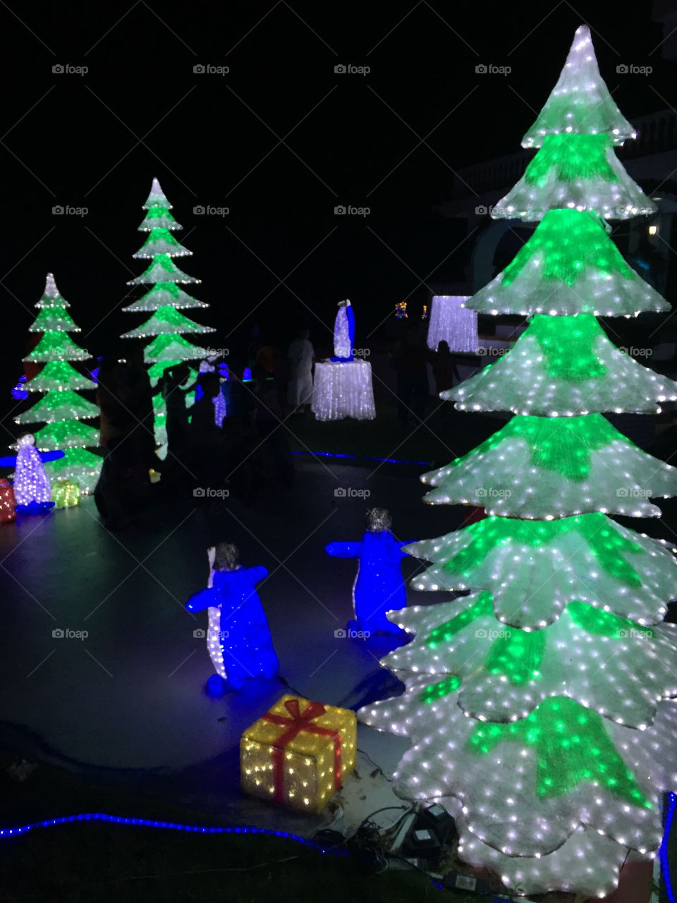 Illuminated Christmas Trees