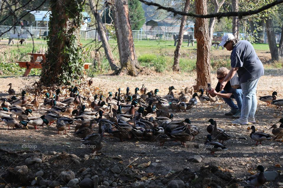 Feeding the ducks