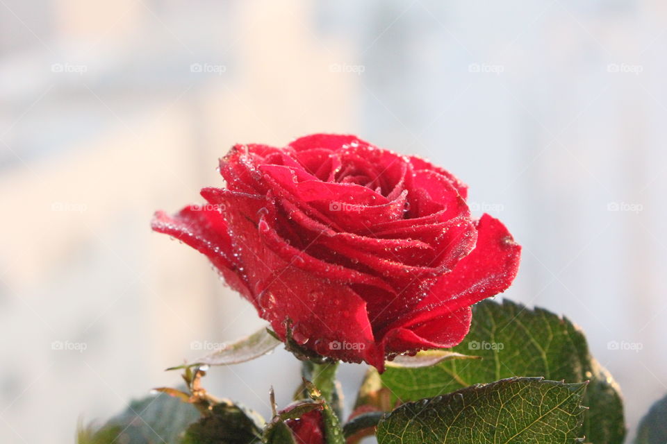 Red Rose..