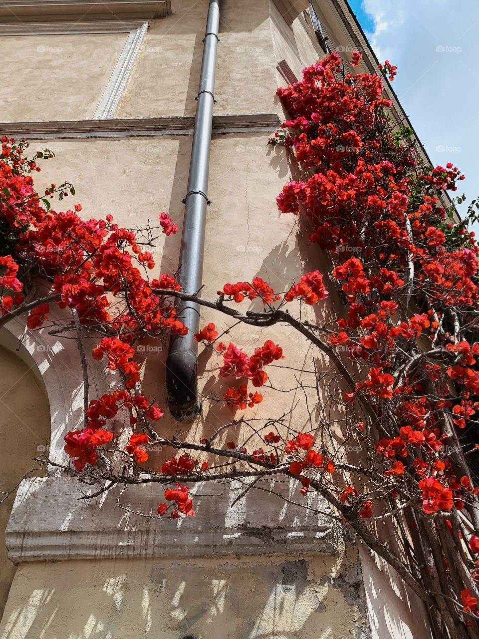 Rome in flowers. Rome, Italy 