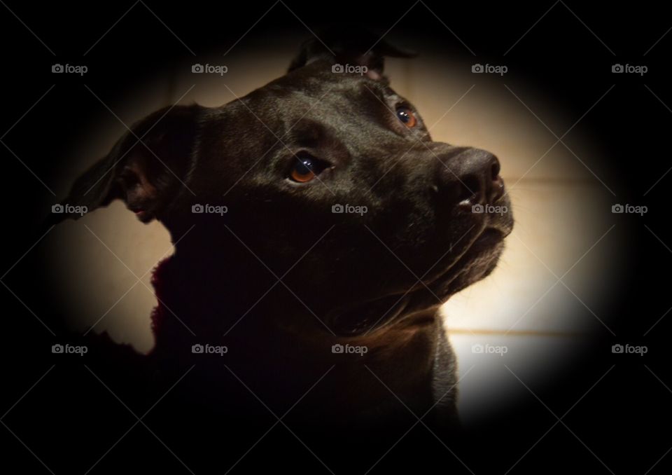 Portrait of a black American Staffordshire Terrier Mix 
