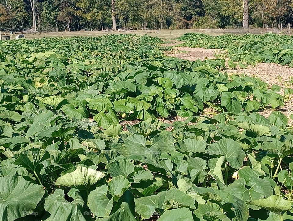 The Pumpkin Patch!!