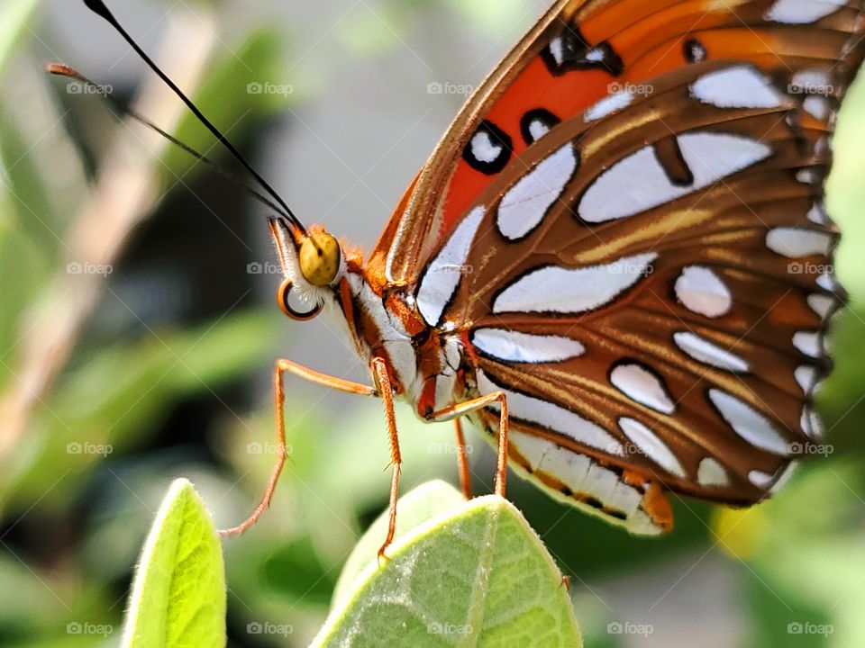 Orange and white butterfly