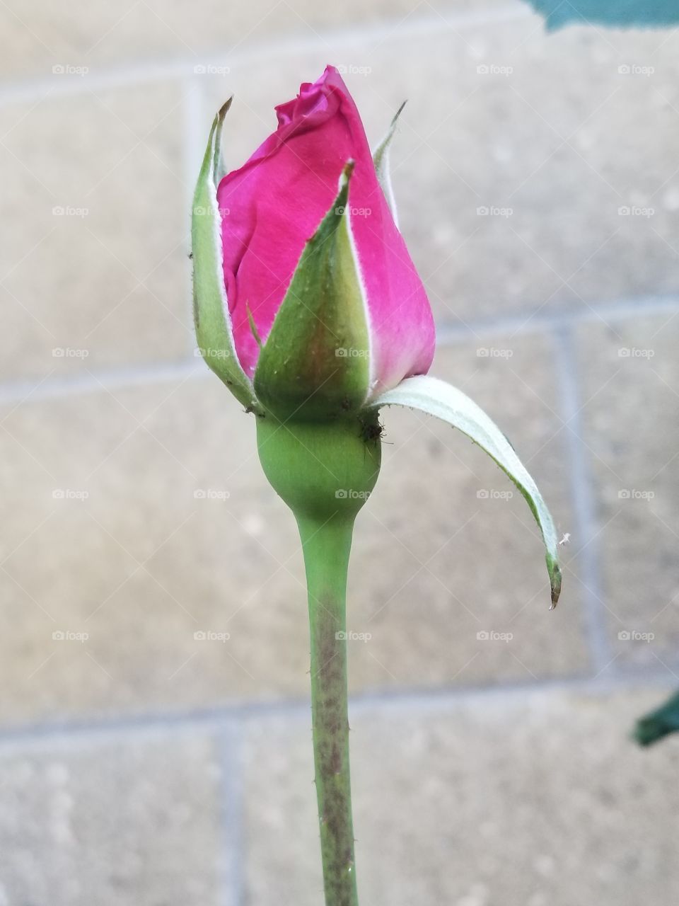 Budding Pink Rose
