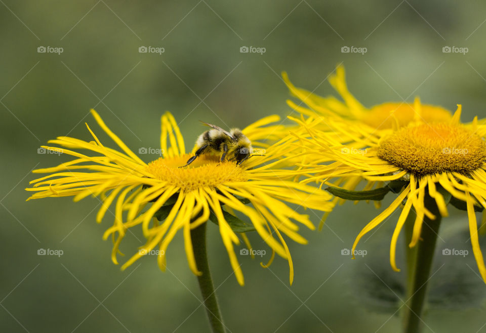Wild bee on yellow flower