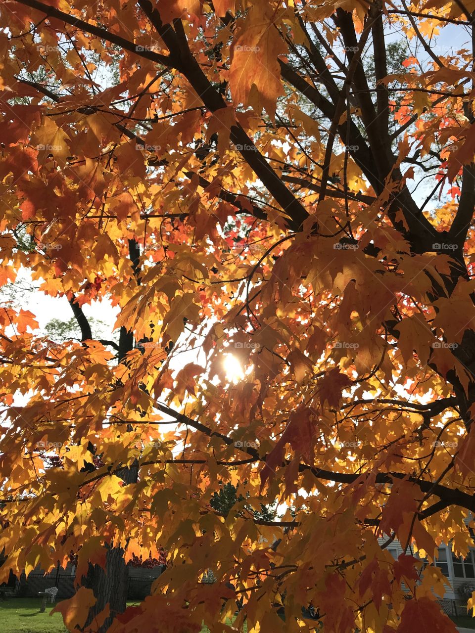 The beautiful colors of fall in Michigan