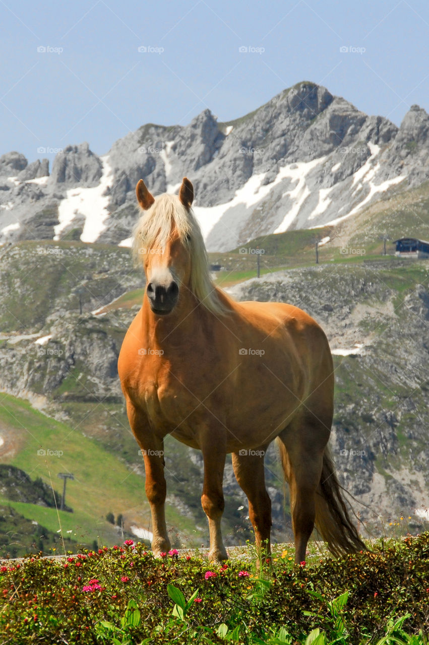 Horse in the mountains