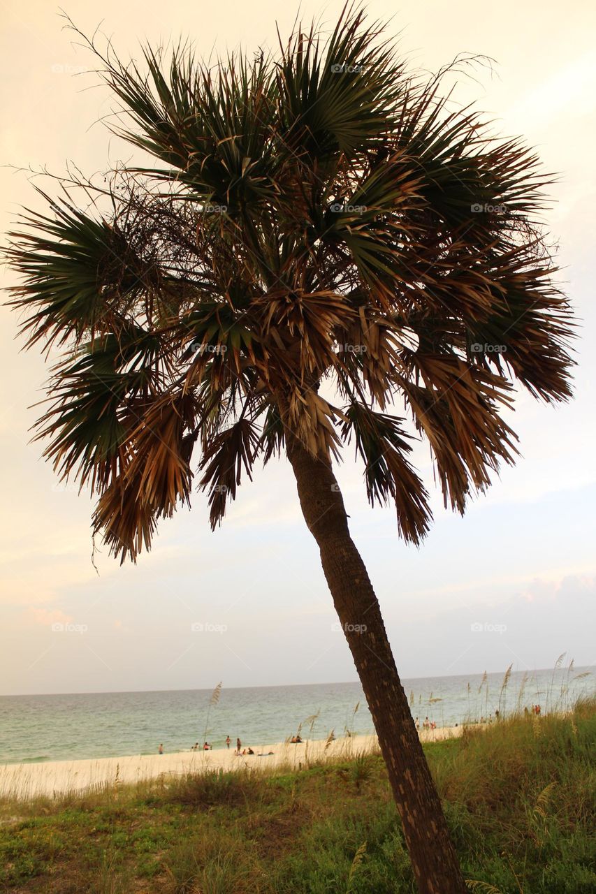 Florida palm tree 