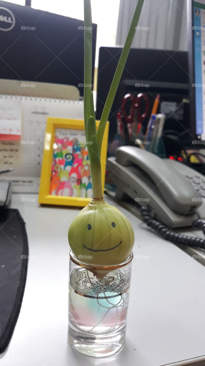 Onion friend