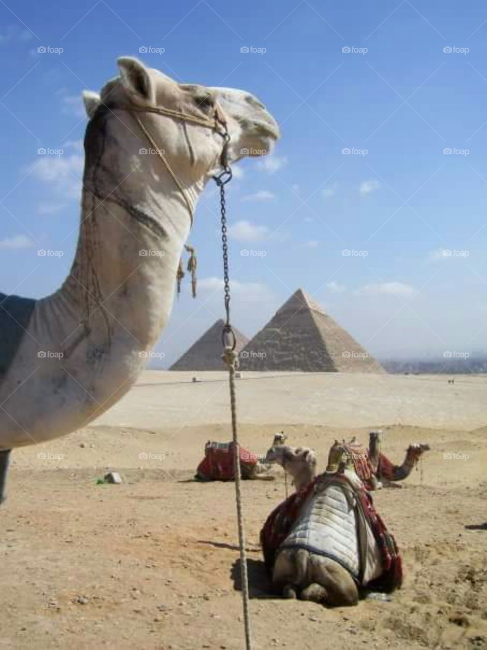 close-up of camel