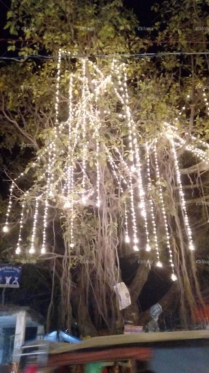light tree