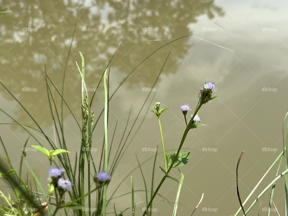 Editors ‘ choice : Photo of the week,My garden.