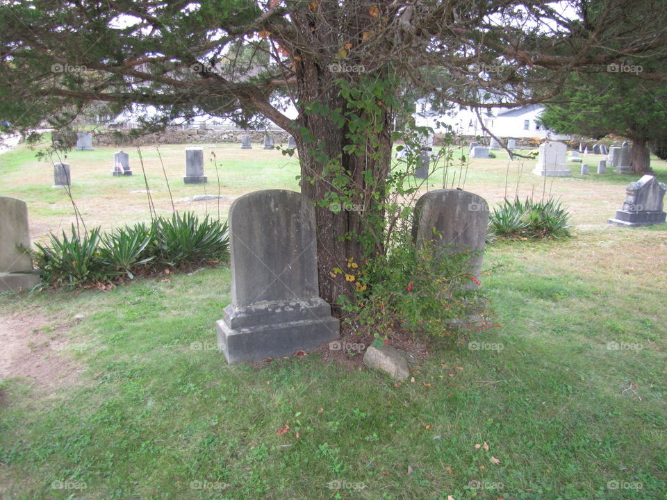 Cemetery, Tree, Grave, Landscape, Garden