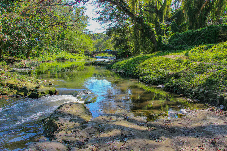 River in the forest Havana Cuba