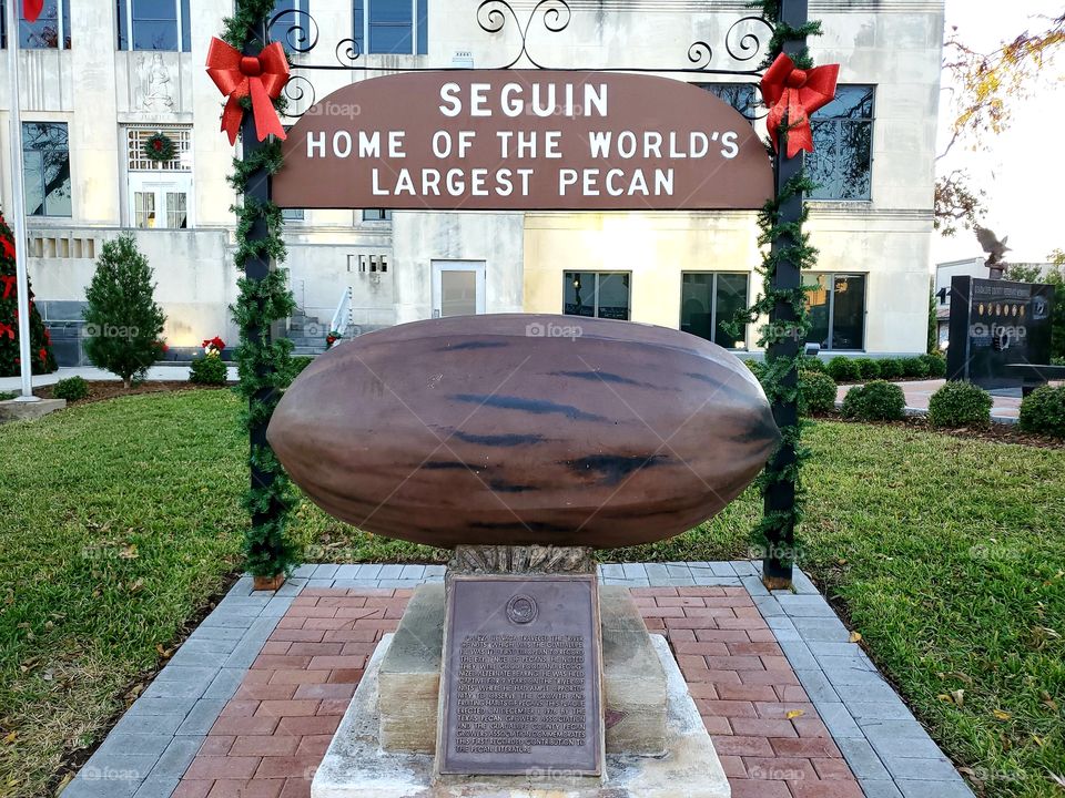 The 1962 giant pecan in front of the Seguin, TX courthouse. 5'L& 2.5'W and approx. 1000lbs. Dedicated to Cabeza de Vaca, a Spanish explorer who was held captive on the Guadalupe, the 'River of Nuts,' for 10 yrs. He thrived on a diet of local pecans.