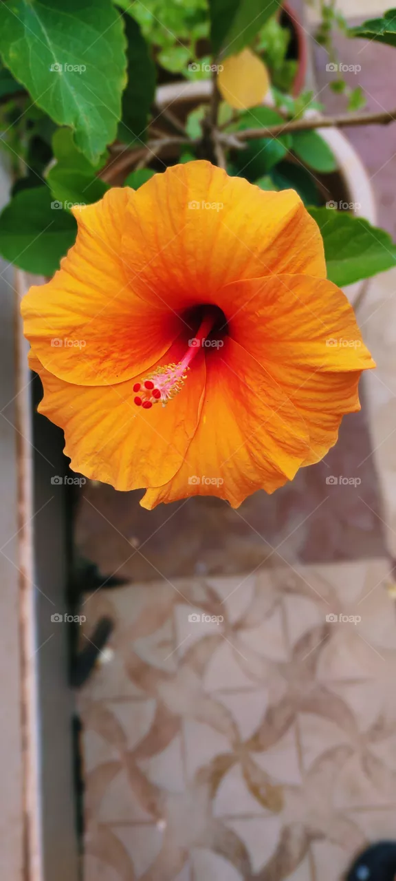 beautiful orange hibiscus