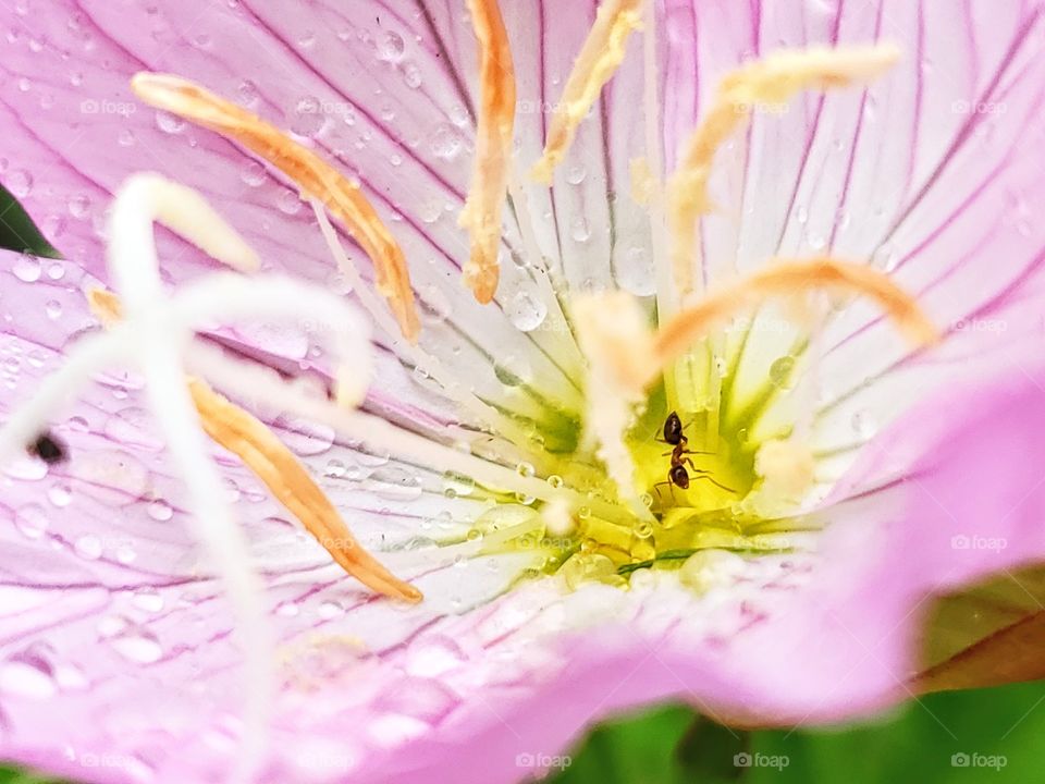 Macro photo of a an ant in the center of a wild pink primrose flower after a Spring shower.