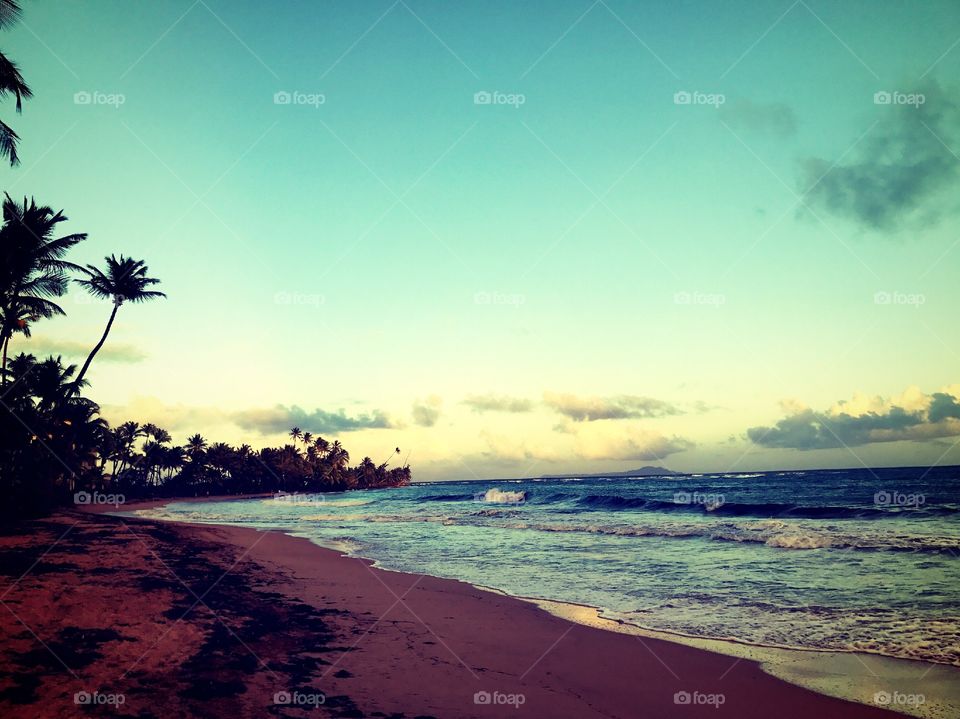 Calm palm tree beach