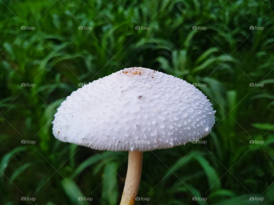Psilocybe cubensis mushroom on green plant background