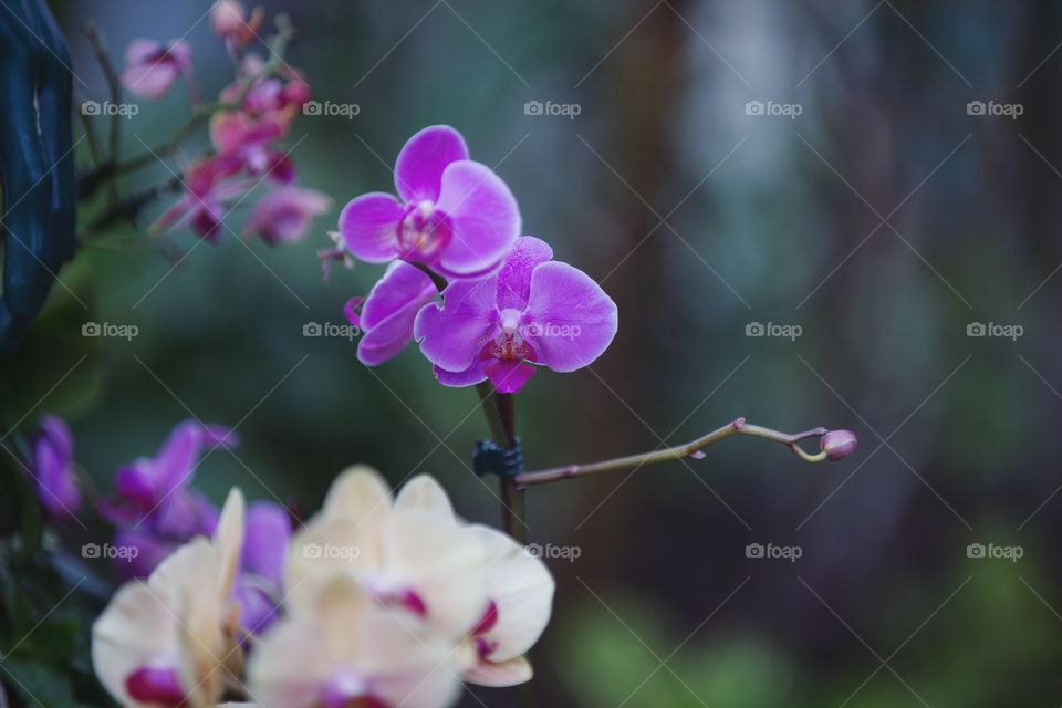 Orchids