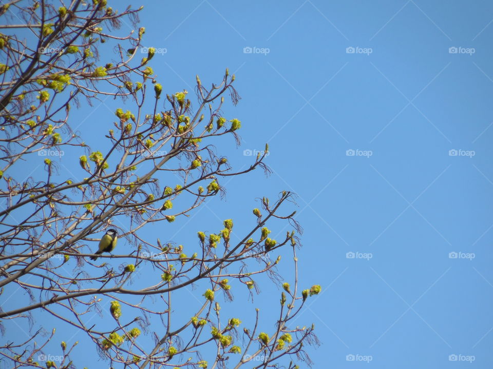 spring,tree,bird. day,sunny,treetor,bud,green,bird
