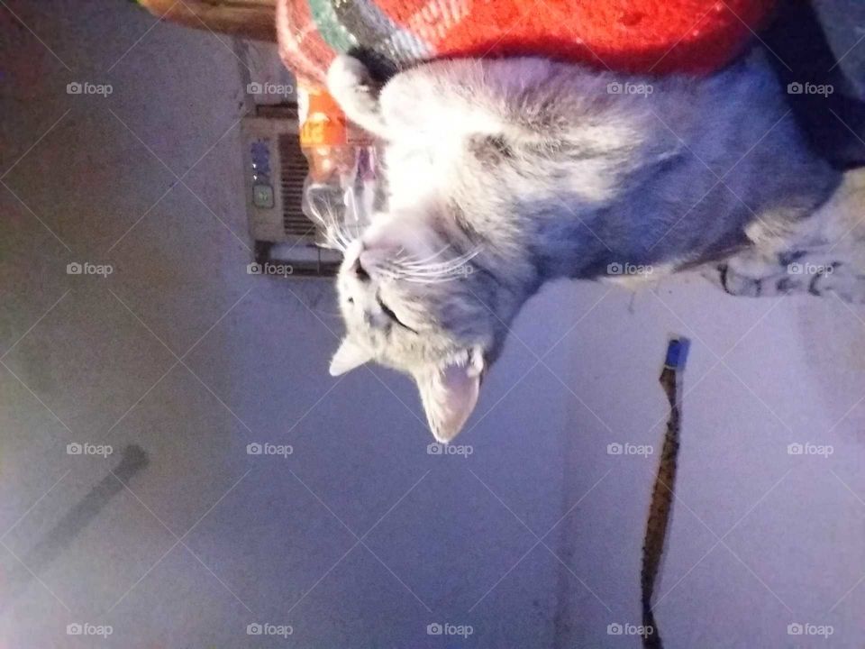 Female kitty momma kitten