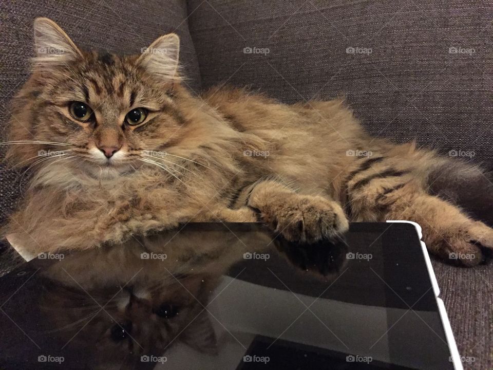 Cat with ipad