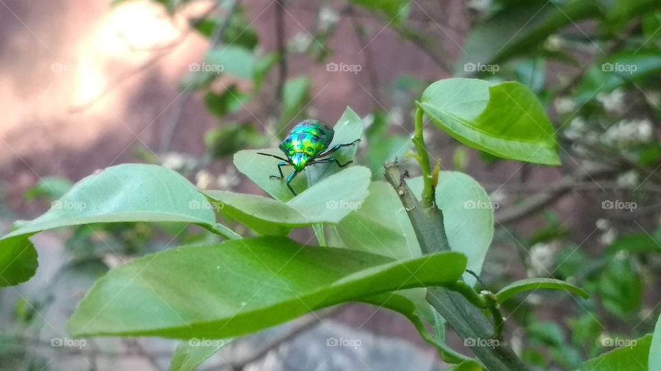 Insect on green plant.