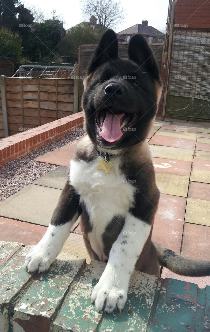 cute dog standing up at a wall