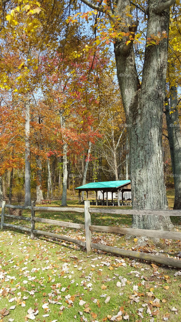 Fall, Leaf, Tree, Wood, Nature