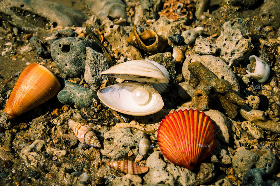 shells and pearls in sea sand