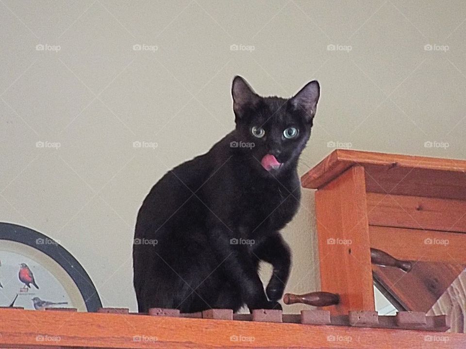 Cat with her tung out