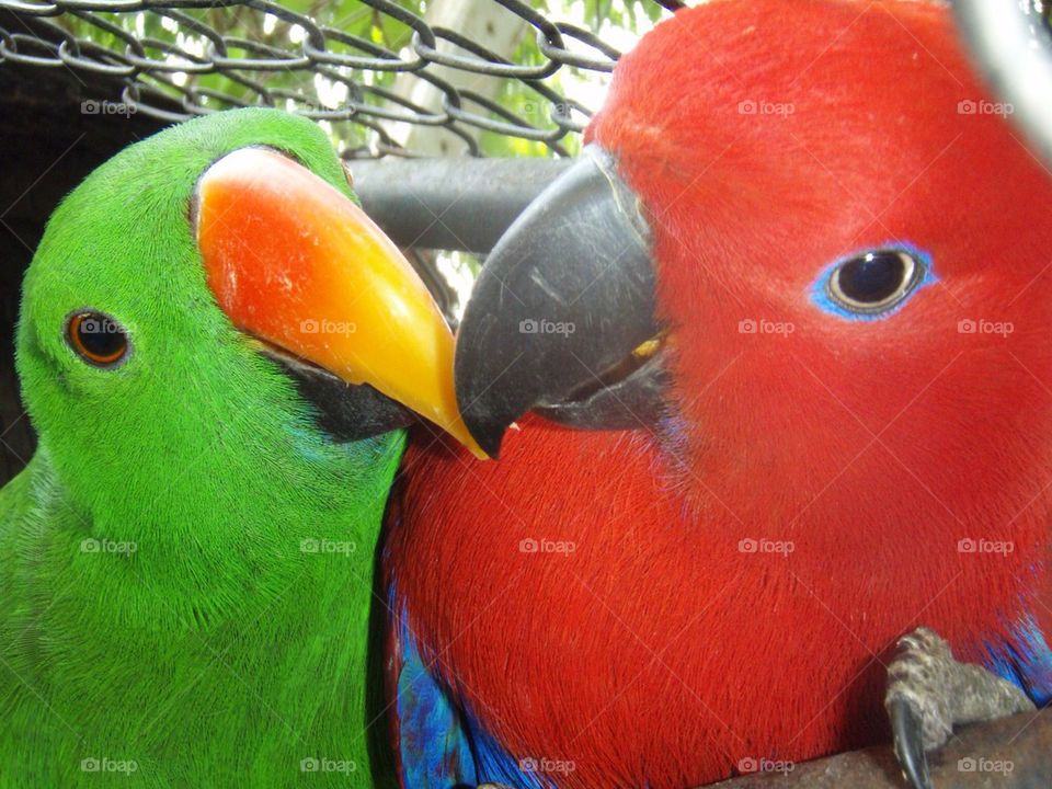animal love bird zoo by gnagulf