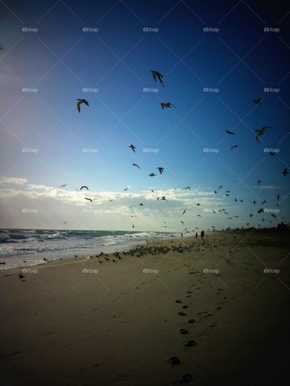 Birds flying near the ocean...