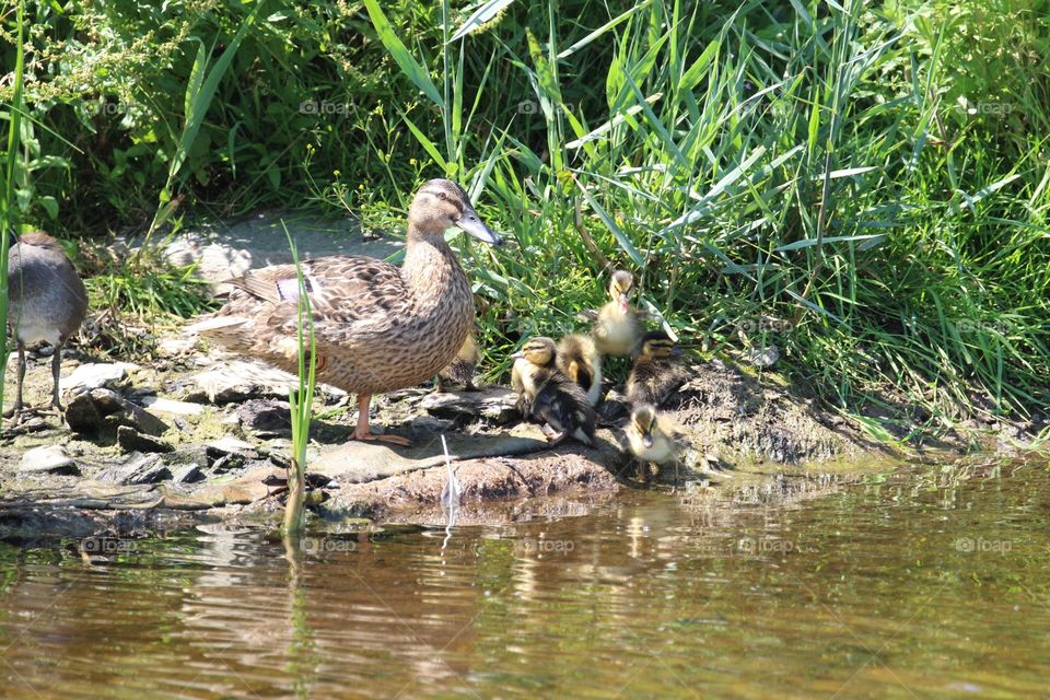 Mallard with ducklings 🐥