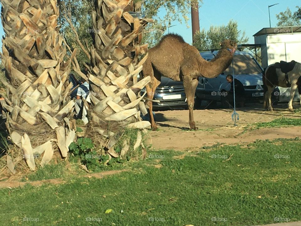 Beautiful camel