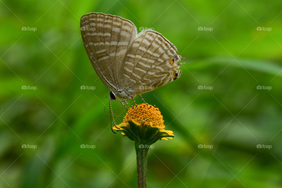 butterfly and flower