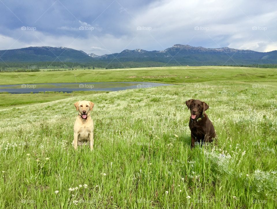 Chocolate lab and yellow lab sitting in a beautiful grassy field with a lake and mountains in the background. 